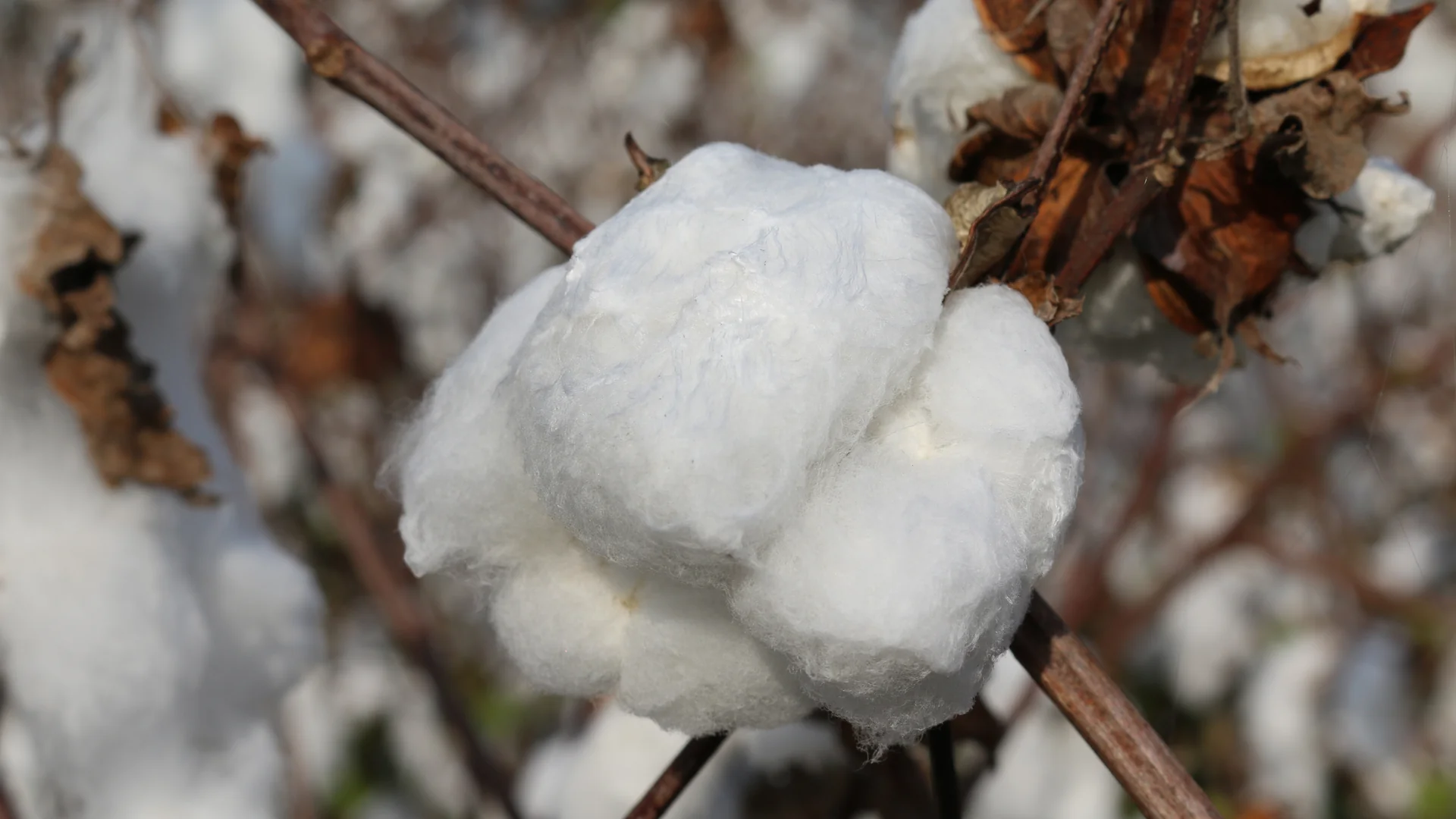 Open cotton bolls ready for harvest in a cotton field